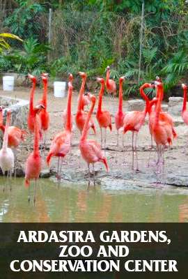 Ardastra Gardens, Zoo and Conservation Center