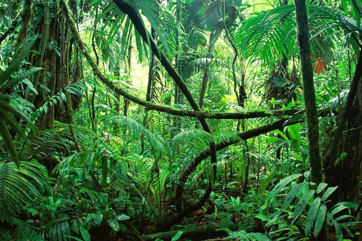 Corcovado National Park