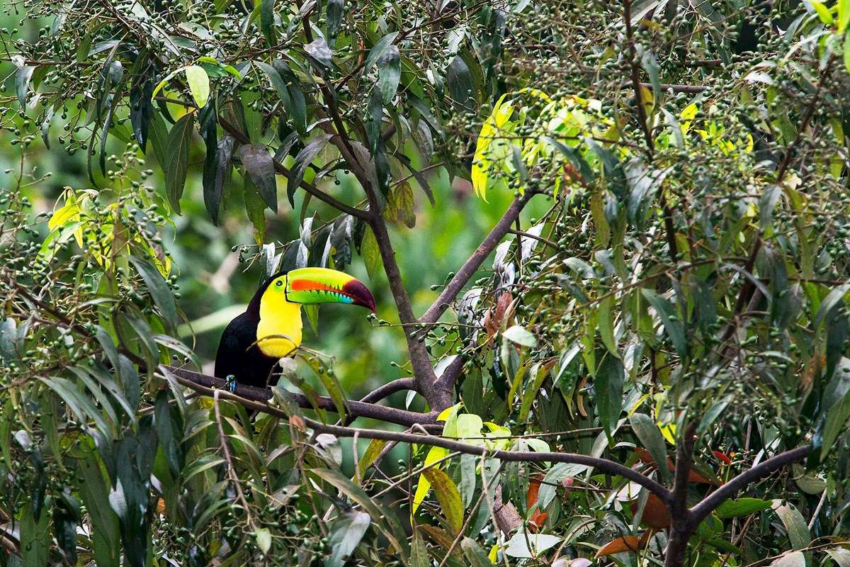 Pico Bonito National Park