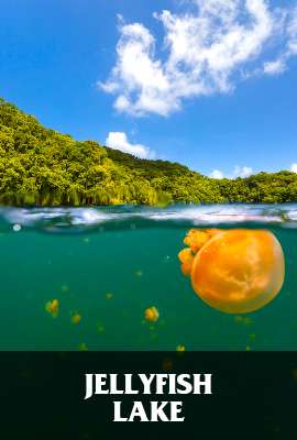 Jellyfish Lake