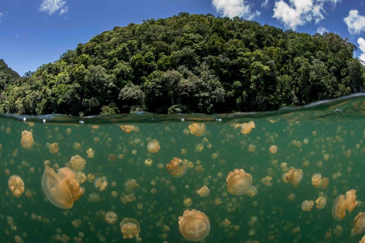 Jellyfish Lake