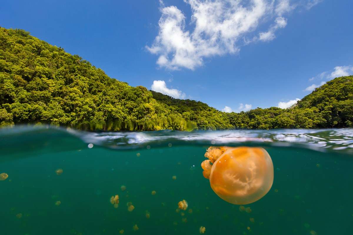 Jellyfish Lake