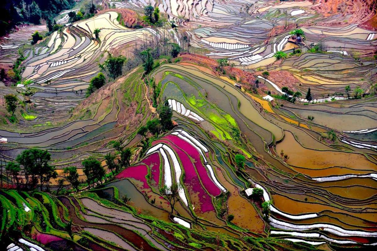 Honghe Hani Rice Terraces