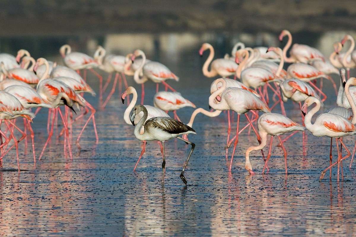 Larnaca Salt Lake