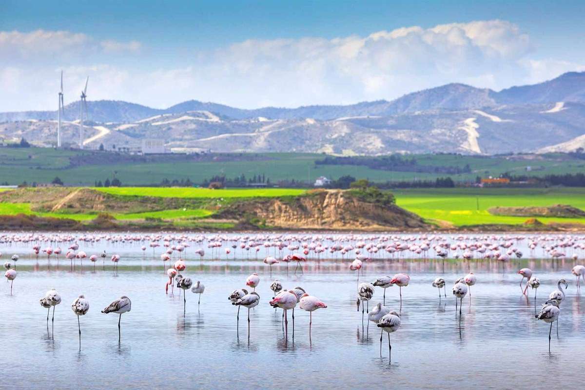 Larnaca Salt Lake