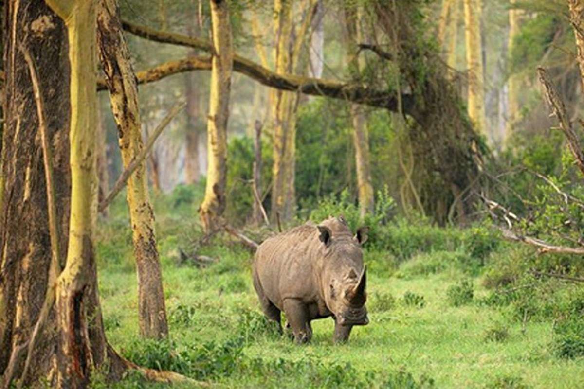 Ujung Kulon National Park