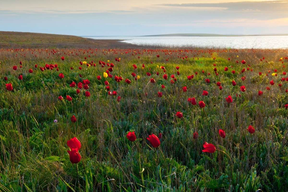 The Tulips Festival of the Republic of Kalmykia