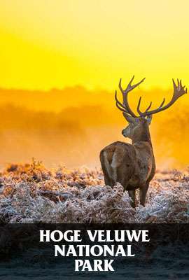 Hoge Veluwe National Park