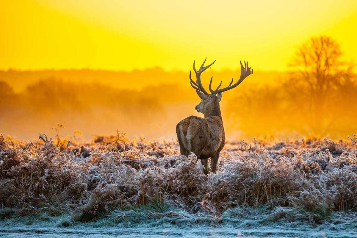 Hoge Veluwe National Park