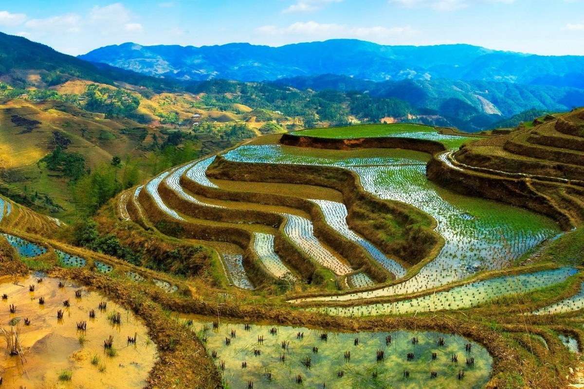 Banaue Rice Terraces