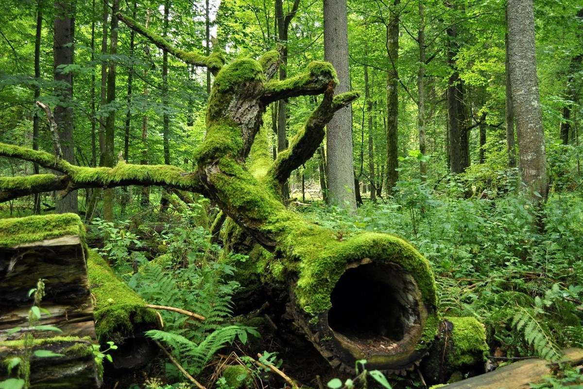 Bialowieza National Park