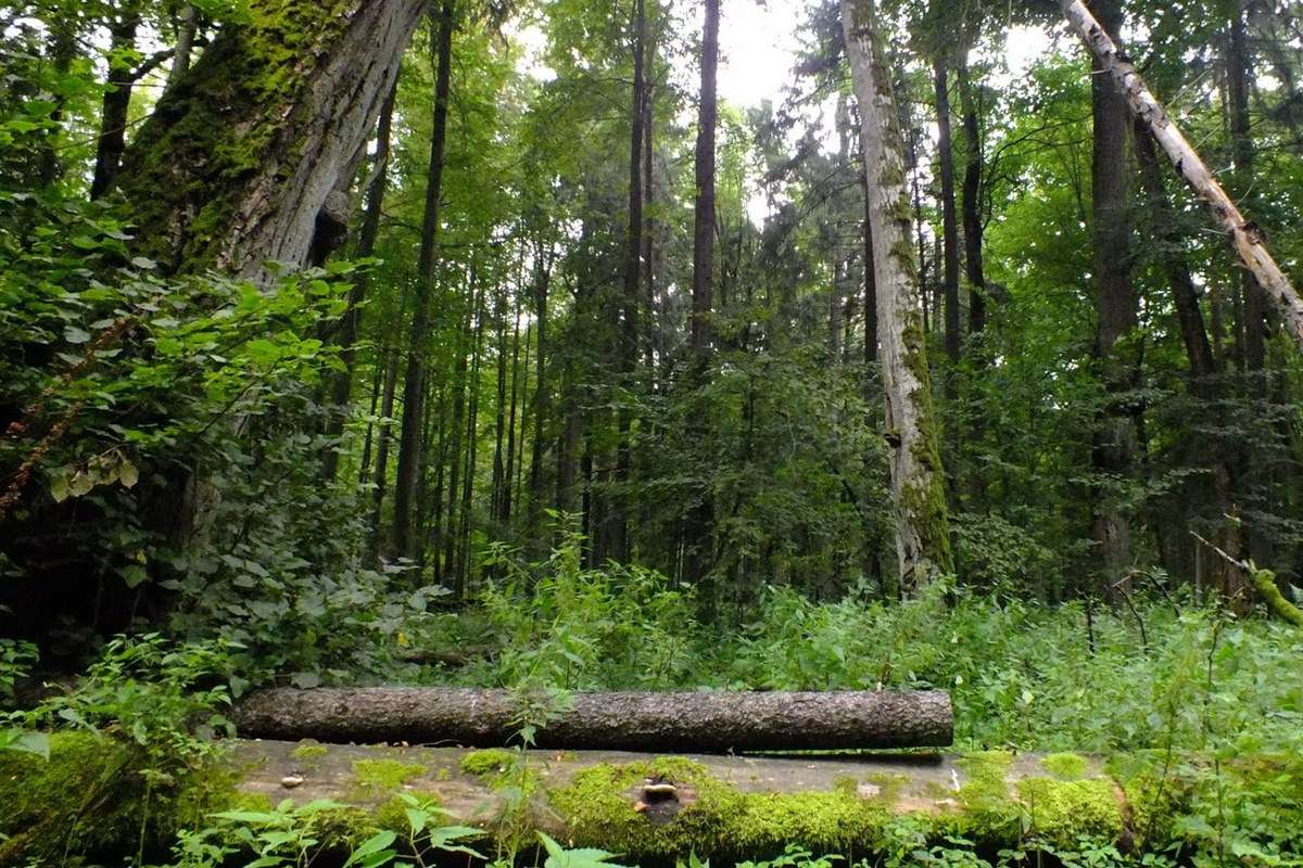 Bialowieza National Park