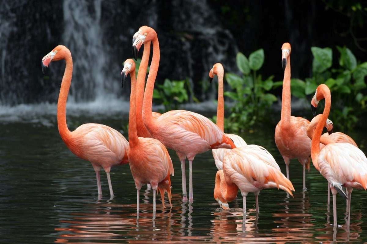 Jurong Bird Park