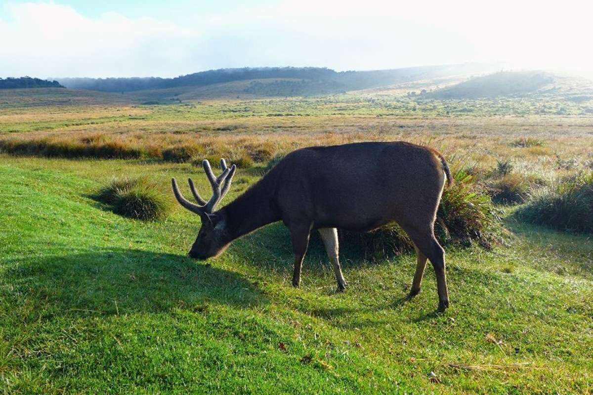 Horton Plains National Park