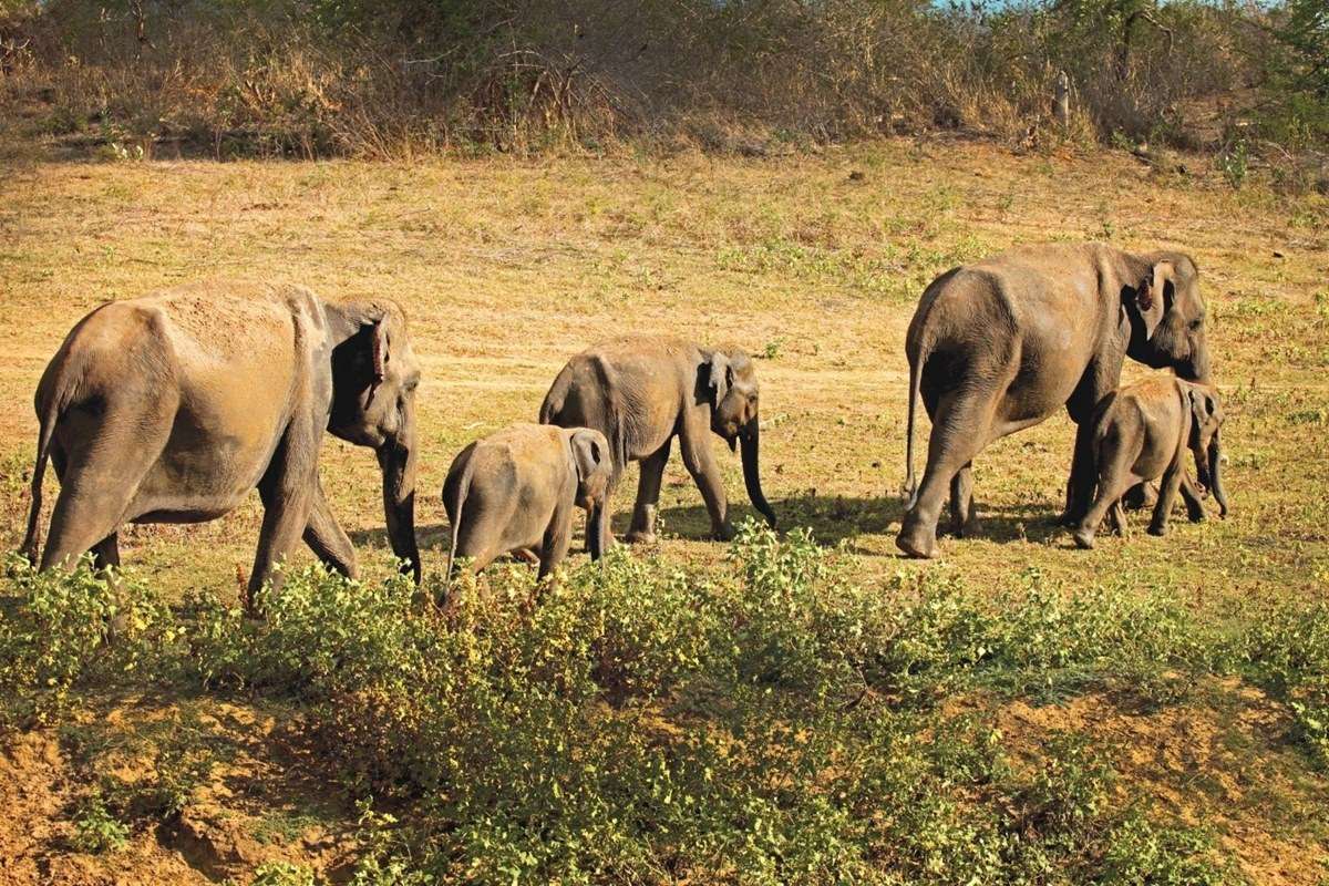 Udawalawe National Park