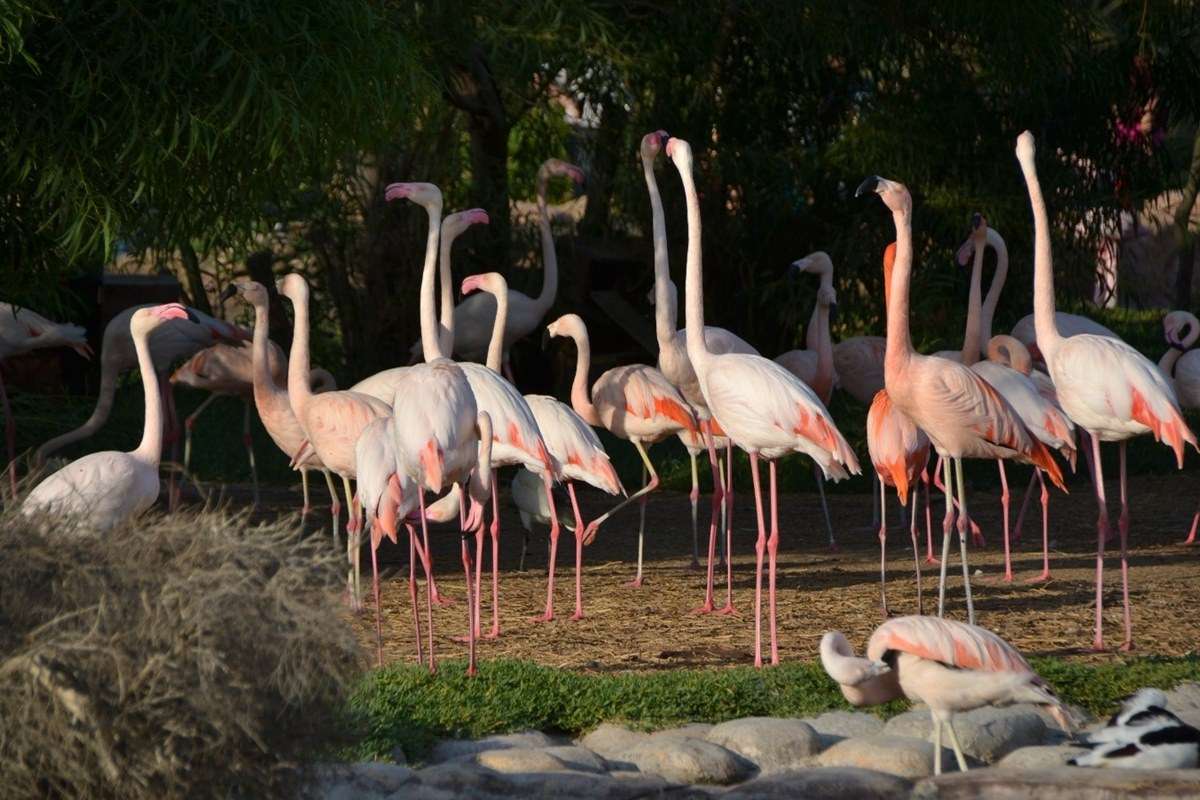 Al Areen Wildlife Park