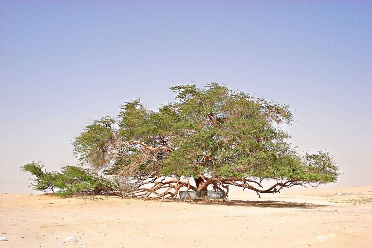 Tree of Life